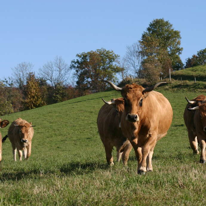 GAEC La Ferme de Taillard