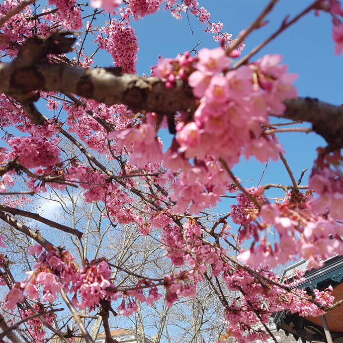 Mon herbier de Sainté 8-12 ans