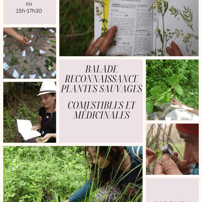 Balades à la découverte des plantes sauvages comestibles et médicinales