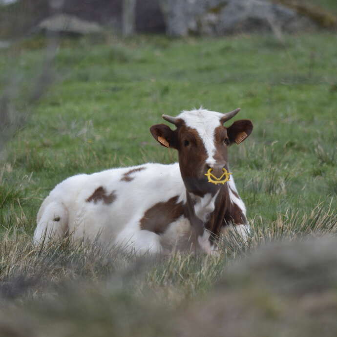 La ferme des Fougères - visite de ferme