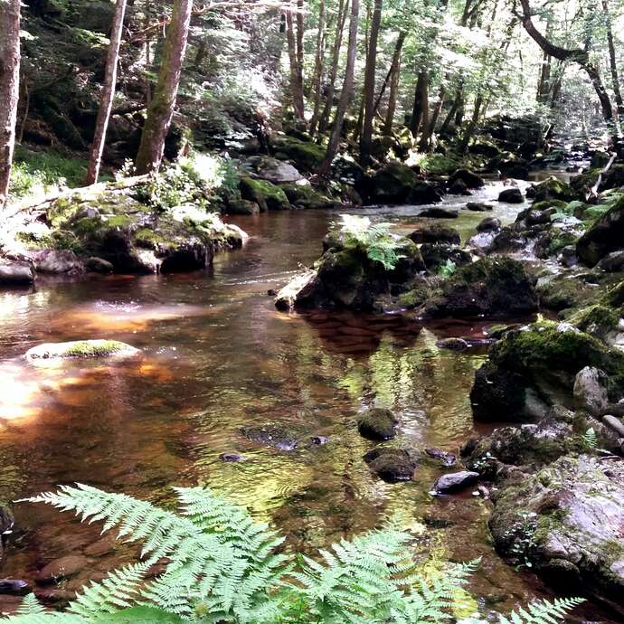 Enforestez-vous dans les Gorges du Lignon