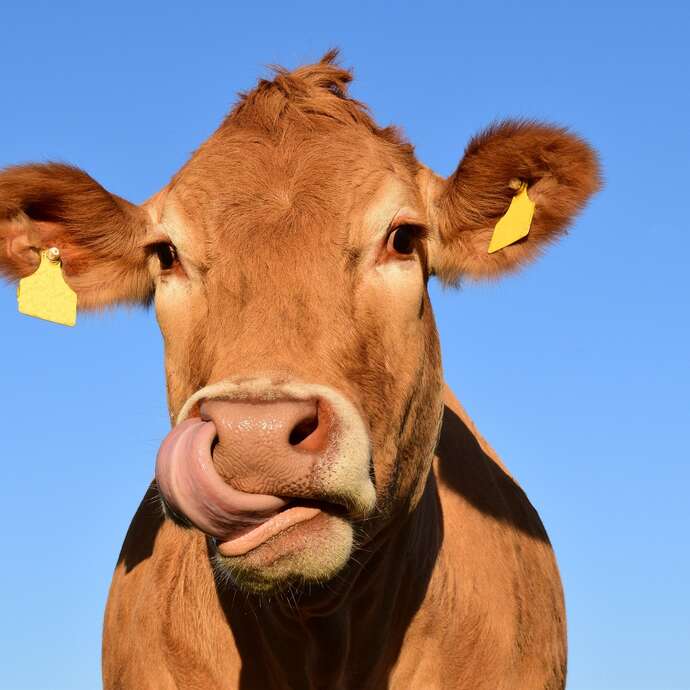 Ferme pédagogique - La ferme au son des cloches