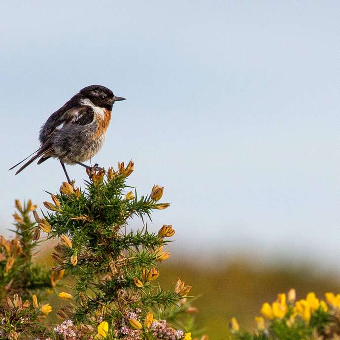 Conférence : les oiseaux, bio-indicateurs de notre environnement