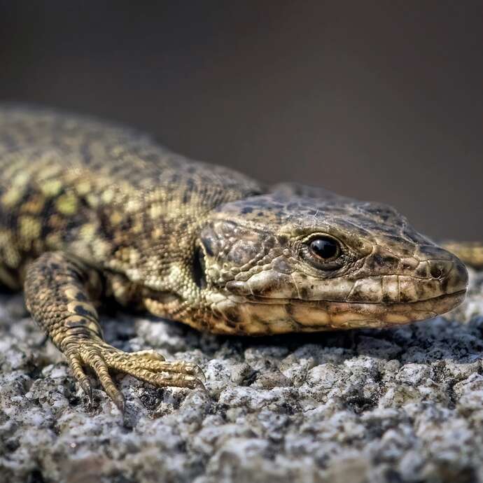 À la découverte des reptiles