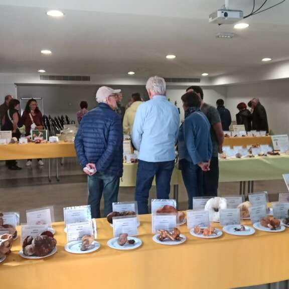 Exposition mycologique