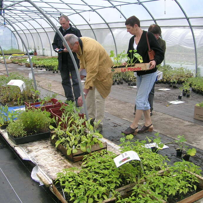Oasis, Jardin de Cocagne