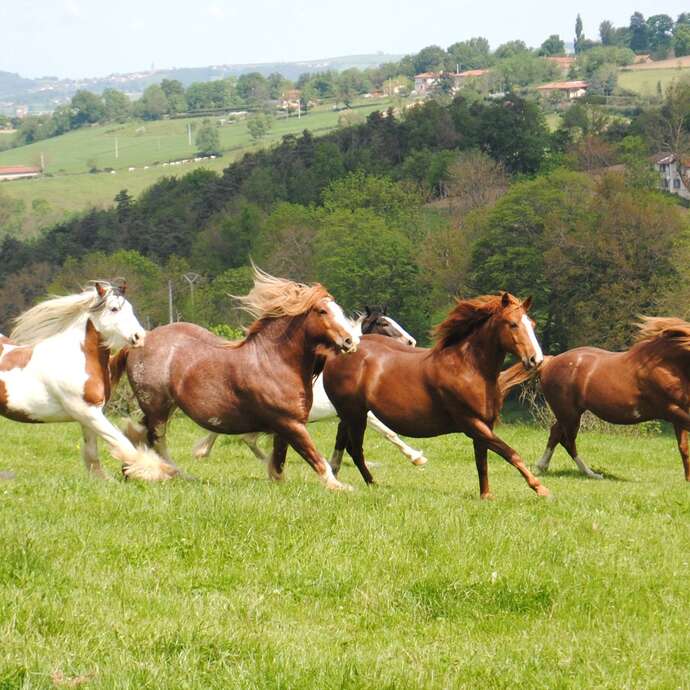 Elevage des Adrets - balades à cheval