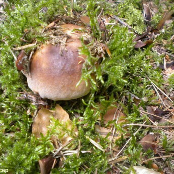 Journée Champignons