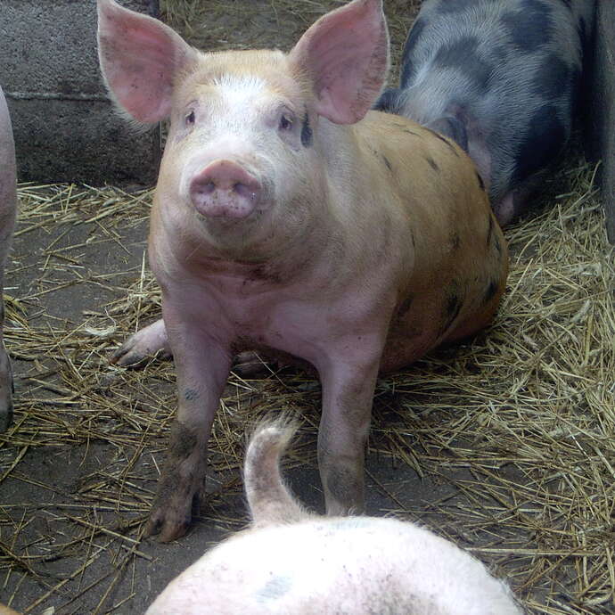 Ferme de La Violetière