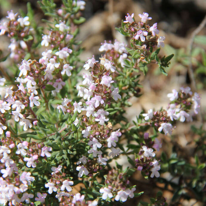 Balade découverte des plantes et de la tisane - 1/2 journée