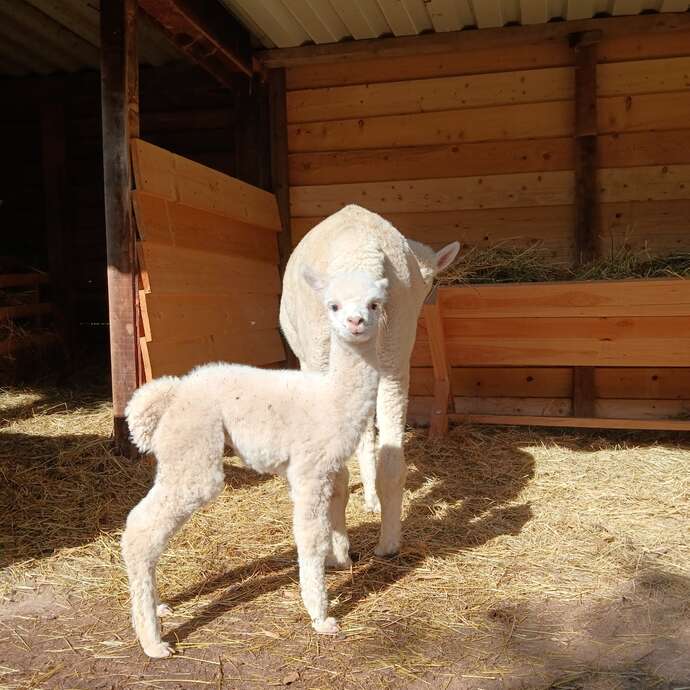 Animation la laine s'en mêle