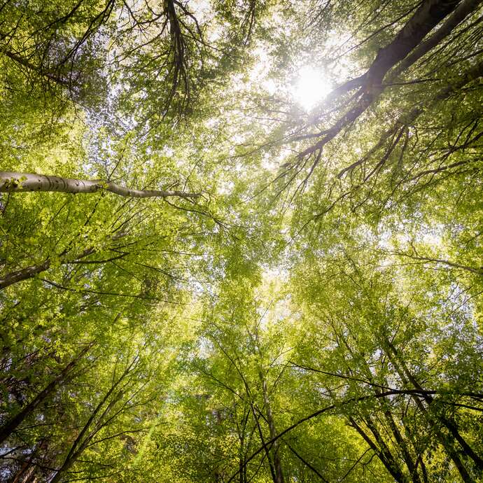 Bain de forêt !