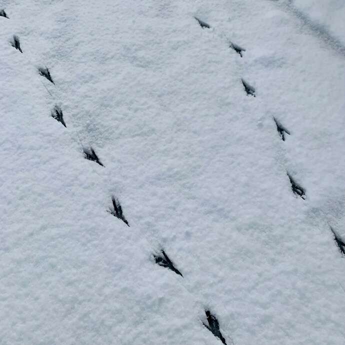 Raquettes et Oiseaux