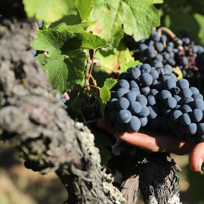 Cave Vin et Pic - De ferme en ferme