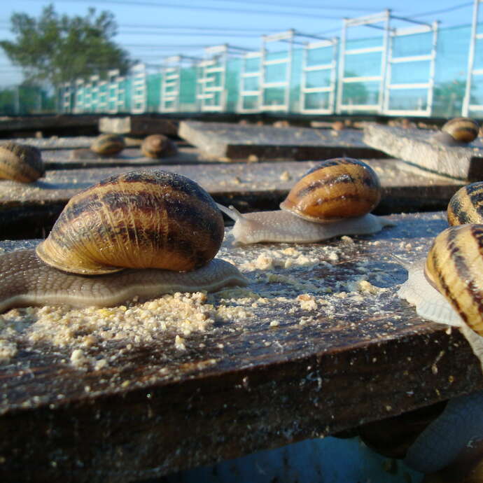 Visite de l’élevage d'escargots