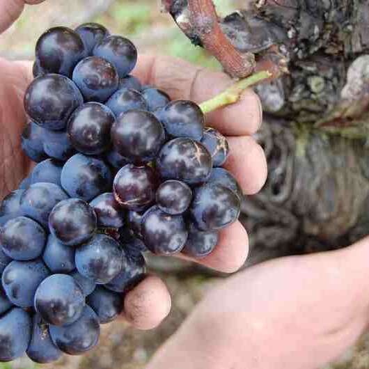 Domaine Sérol - Carine et Stéphane Sérol