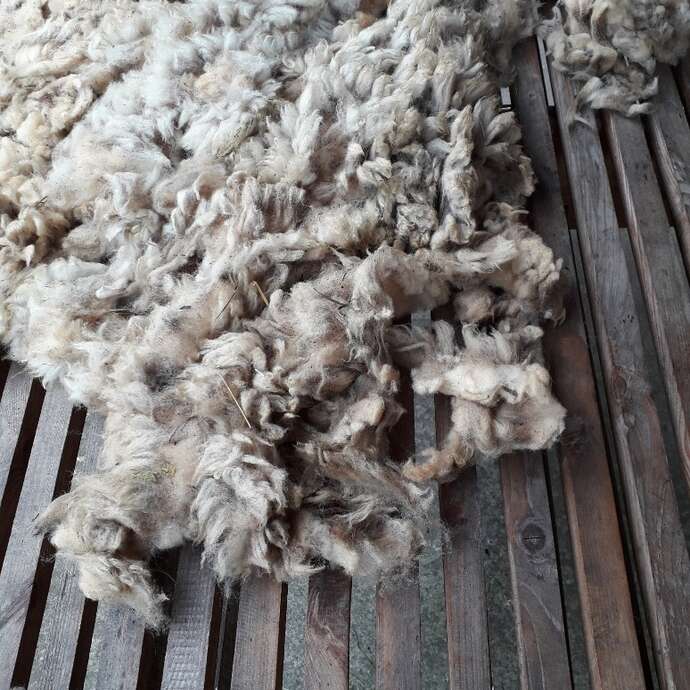 Sur les chemins de la laine - cardage