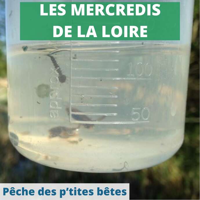 Pêche des p'tites bêtes au marais