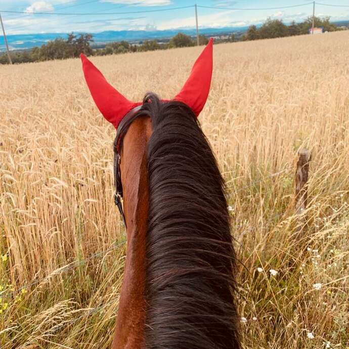 Un anniversaire magique au poney club les Bréats