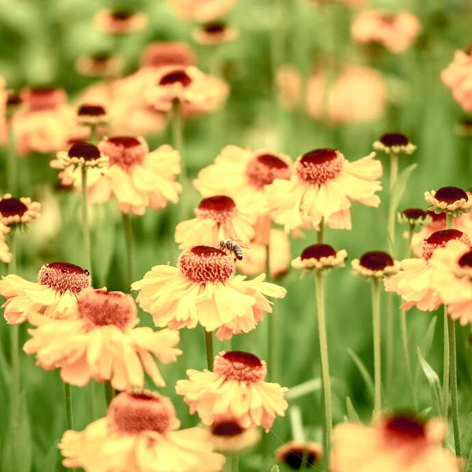 Jardins en musique