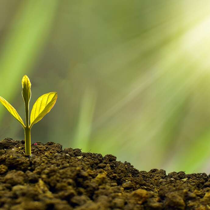 Plantes magiques et diaboliques