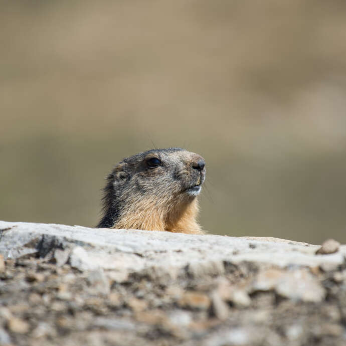 Marmots and heritage