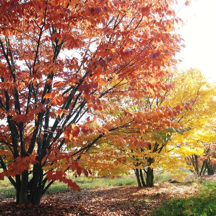 Visite des Pépinières Soupe