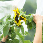 Atelier Kokopelli - La pollinisation manuelle