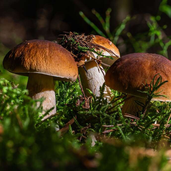 Sortie étude des fleurs et champignons
