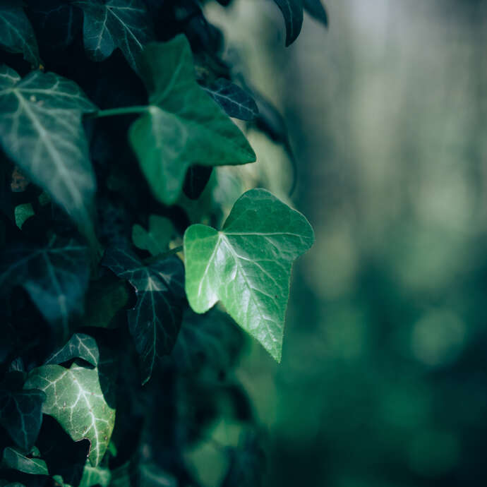 Sylvothérapie – Journée en forêt à la rencontre du Lierre