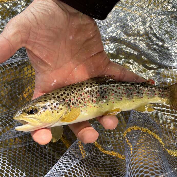 Découverte pêche à la mouche