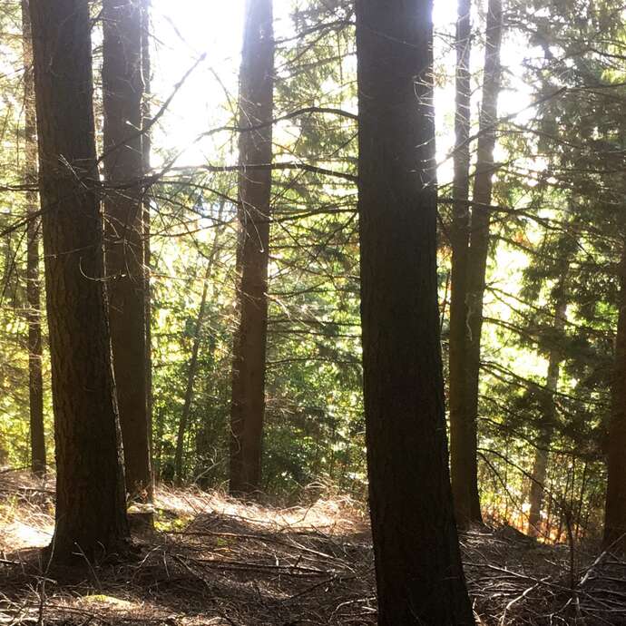 Sentier Les chemins de traverse