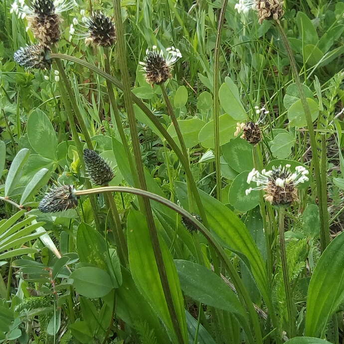 Plantes médicinales : les invitées de mon jardin
