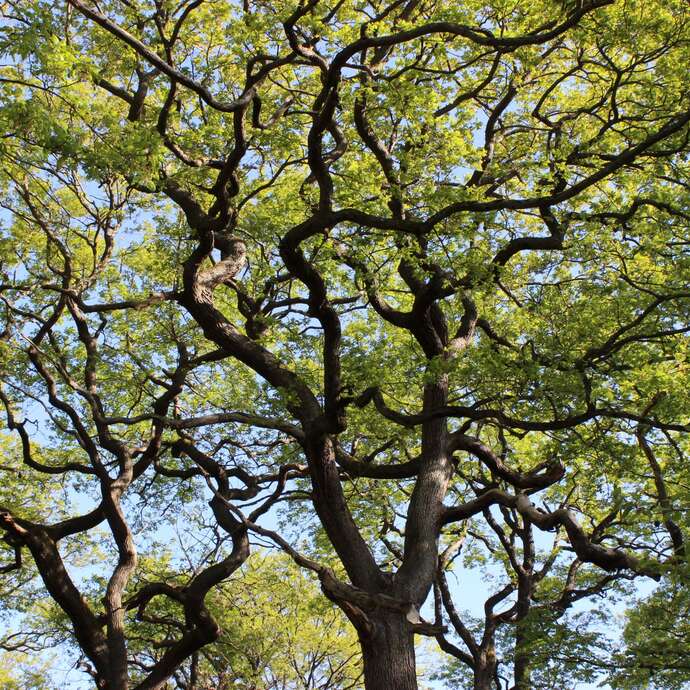 Les arbres remarquables - forêt de Marly
