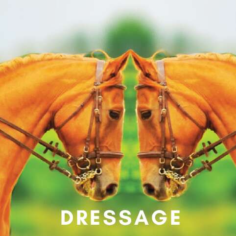 Concours de dressage