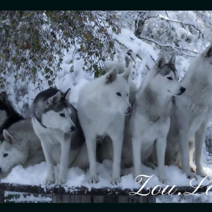 Cani rando avec Zou.Loups Canins