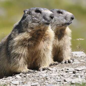 Marmottes et oiseaux