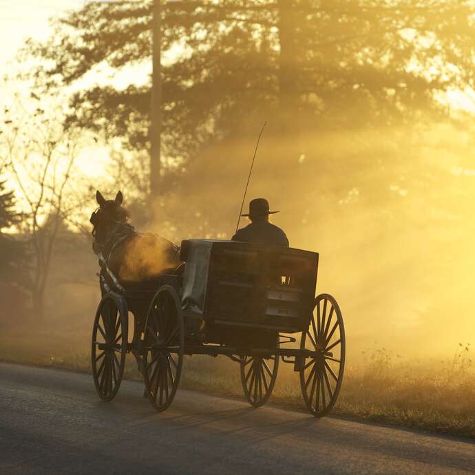 Les étangs de la Dombes, le temps d'une visite en calèche