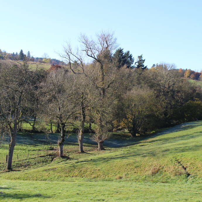 Les Boeufs - 56 itinéraires VTT Loire