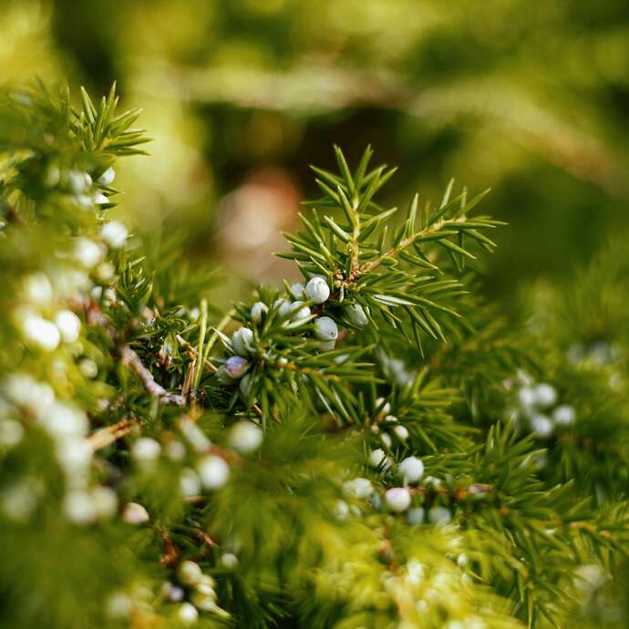 Sylvothérapie – Journée en forêt à la rencontre du Genévrier