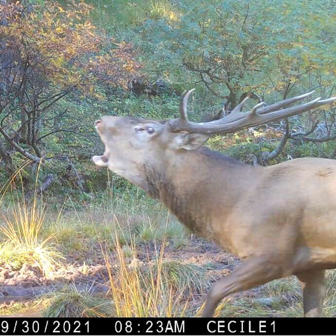 Sortie spéciale brame du cerf