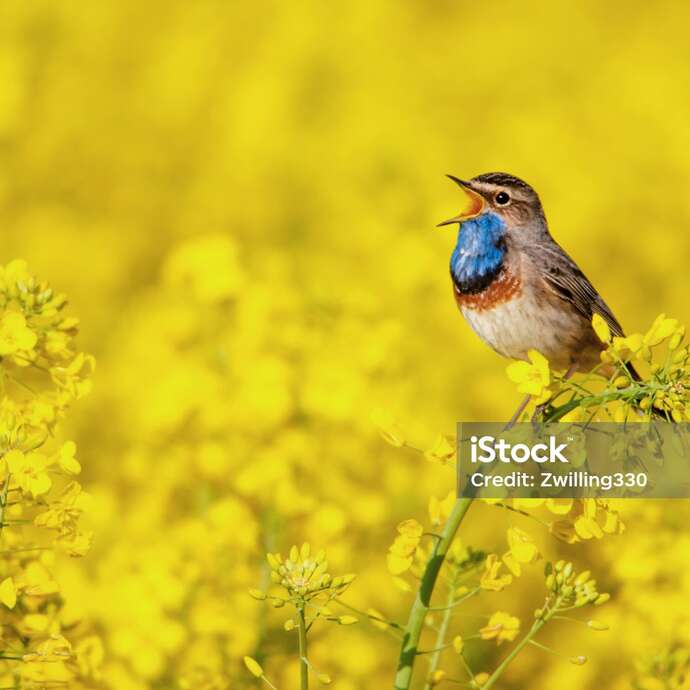 Balade sur les chants d'oiseaux