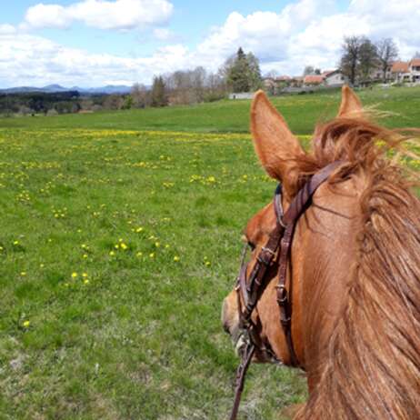 Semaine gourmande : Poneys et goûter