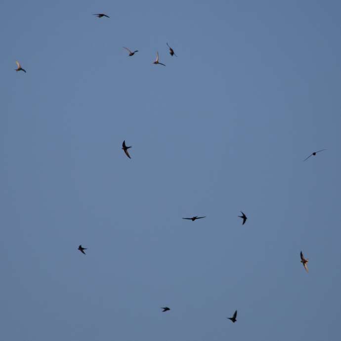 Conférence - Dans l'intimité des martinets à ventre blanc et noirs