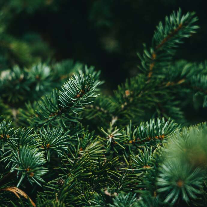 Sylvothérapie – Journée en forêt à la rencontre du Sapin