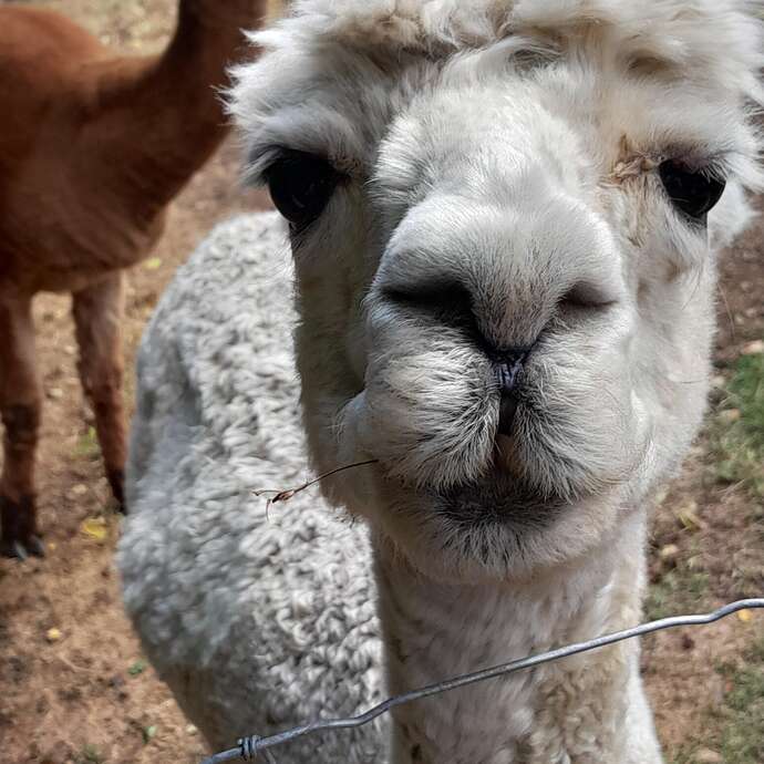 Animation la laine s'en mêle