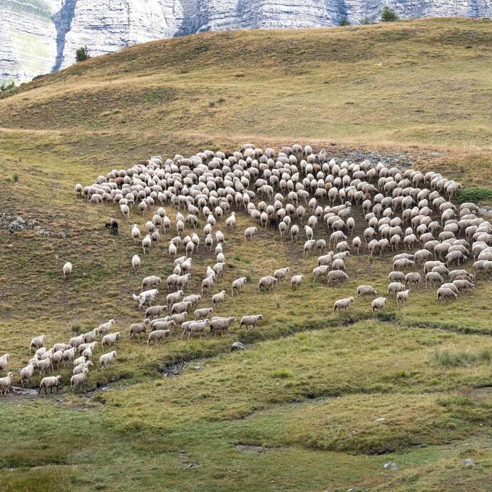 Rdv avec le Parc : découvrir le pastoralisme