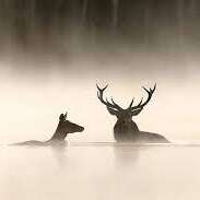 Le chant des forêts - Ciné-animation - Festival "Tous en salle"