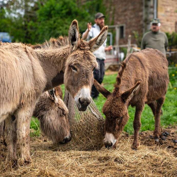 Visite guidée - Ferme Naturânesse à Arcinges