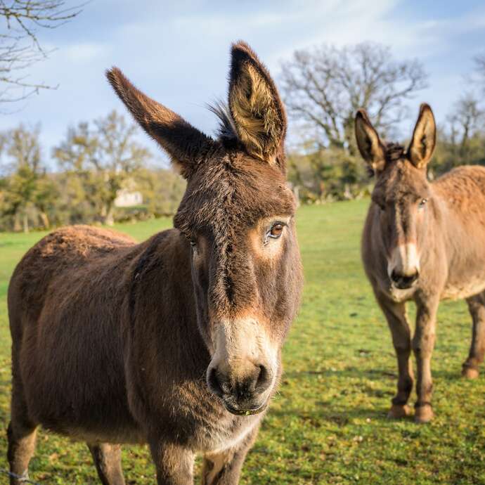 A la découverte de l'âne